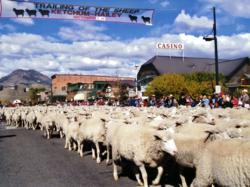 Fun for the Entire Family at the 16th Annual Trailing of the Sheep Festival